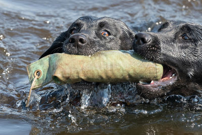 Close-up of a dog in water