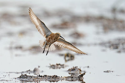 Bird flying over snow