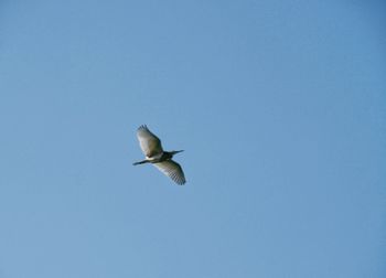 Low angle view of seagull flying in sky