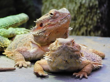 Close-up of a lizard