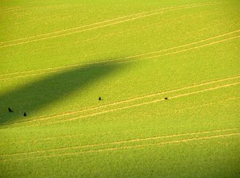 High angle view of agriculture field