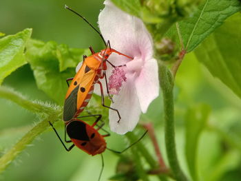Close-up of insect mating on flower