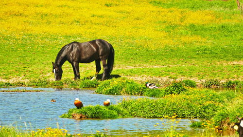 Horse in a lake