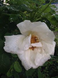 Close-up of raindrops on white flower