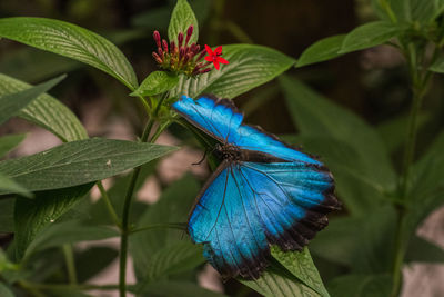 Close-up of blue butterfly on plant