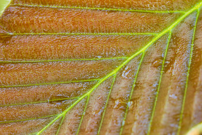 Full frame shot of plant growing on field