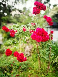 Close-up of red flowers blooming on plant