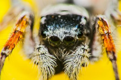 Macro shot of spider