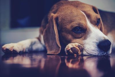 Close-up of a dog resting on floor at home