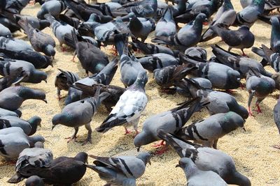 High angle view of pigeons on street