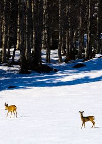 Herd of a horse on snow covered field