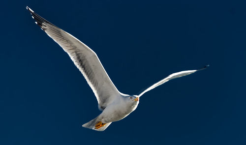 Seagull flying in a blue sky