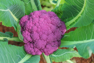 Close-up of purple berries on plant