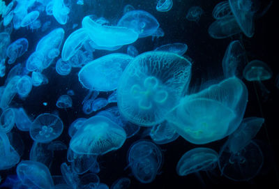 Jelly fish floating on water