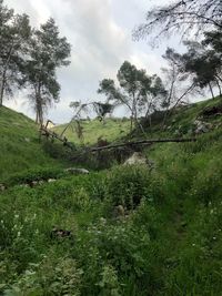Scenic view of trees growing on field against sky