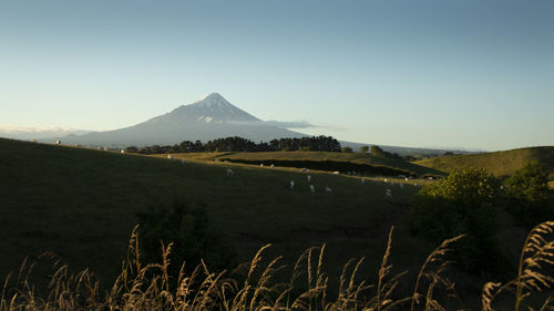 Scenic view of landscape against clear sky