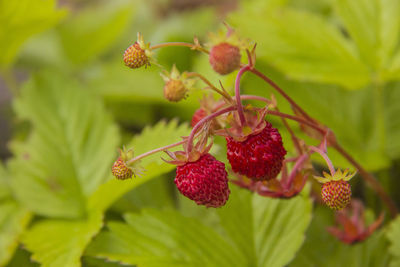 Close-up of strawberries on plant