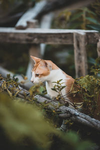 Cat sitting on a plant