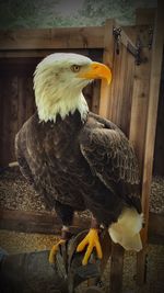 Close-up of a bird