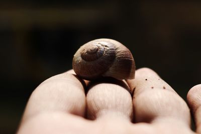 Close-up of hand holding shell