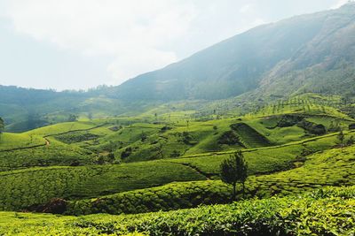 Scenic view of green landscape