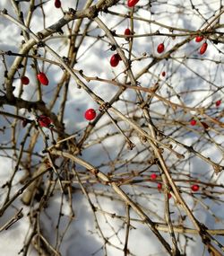 Close-up of berries on tree