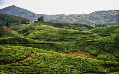 Low angle view of agricultural field against sky