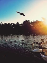 Swans swimming in lake during sunset