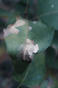 Close-up of green leaves on plant