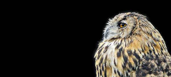 Close-up of eagle against black background