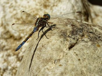 Close-up of dragonfly on rock