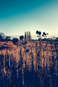 Scenic view of landscape against clear sky