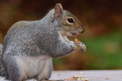 Portrait of a grey squirrel eating a nut on a picnic table 