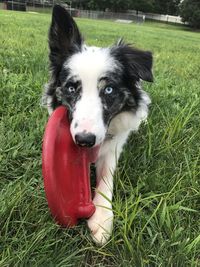 Portrait of dog on field