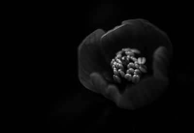 Close-up of flower over black background