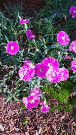 Close-up of pink flowers blooming in field