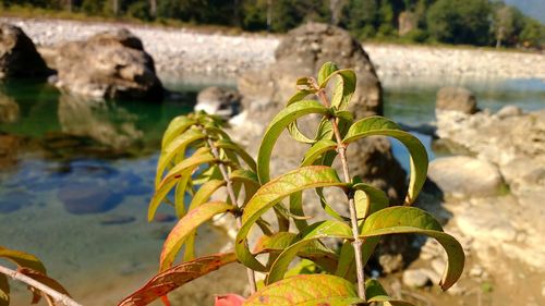 Close-up of plant growing by lake