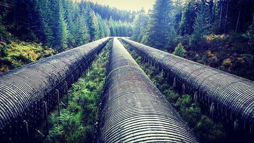 Road passing through forest