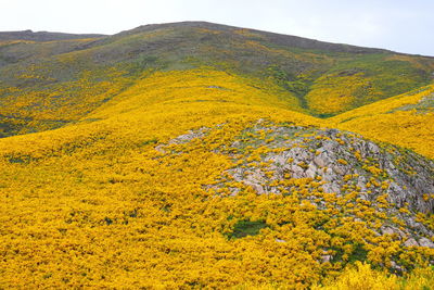 Serra da estrela mountain, in portugal, covered with yellow spring flowers