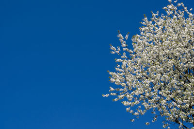 Low angle view of blooming tree against blue sky