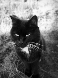 Portrait of black cat on field