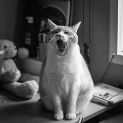 Close-up of cat yawning