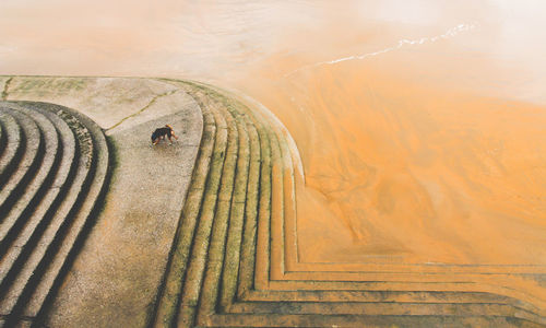 A little dog on a stone stairs on the beach from above