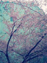 Low angle view of cherry blossom tree
