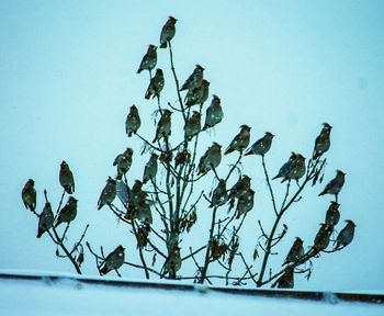 Low angle view of birds against clear blue sky