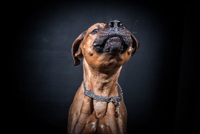 Close-up of dog against black background