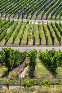 View of vineyard