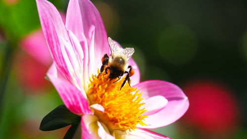 flowering plant