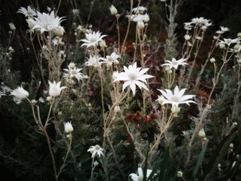 Close-up of white flowers blooming outdoors