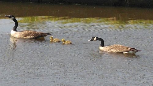 Swans swimming in lake